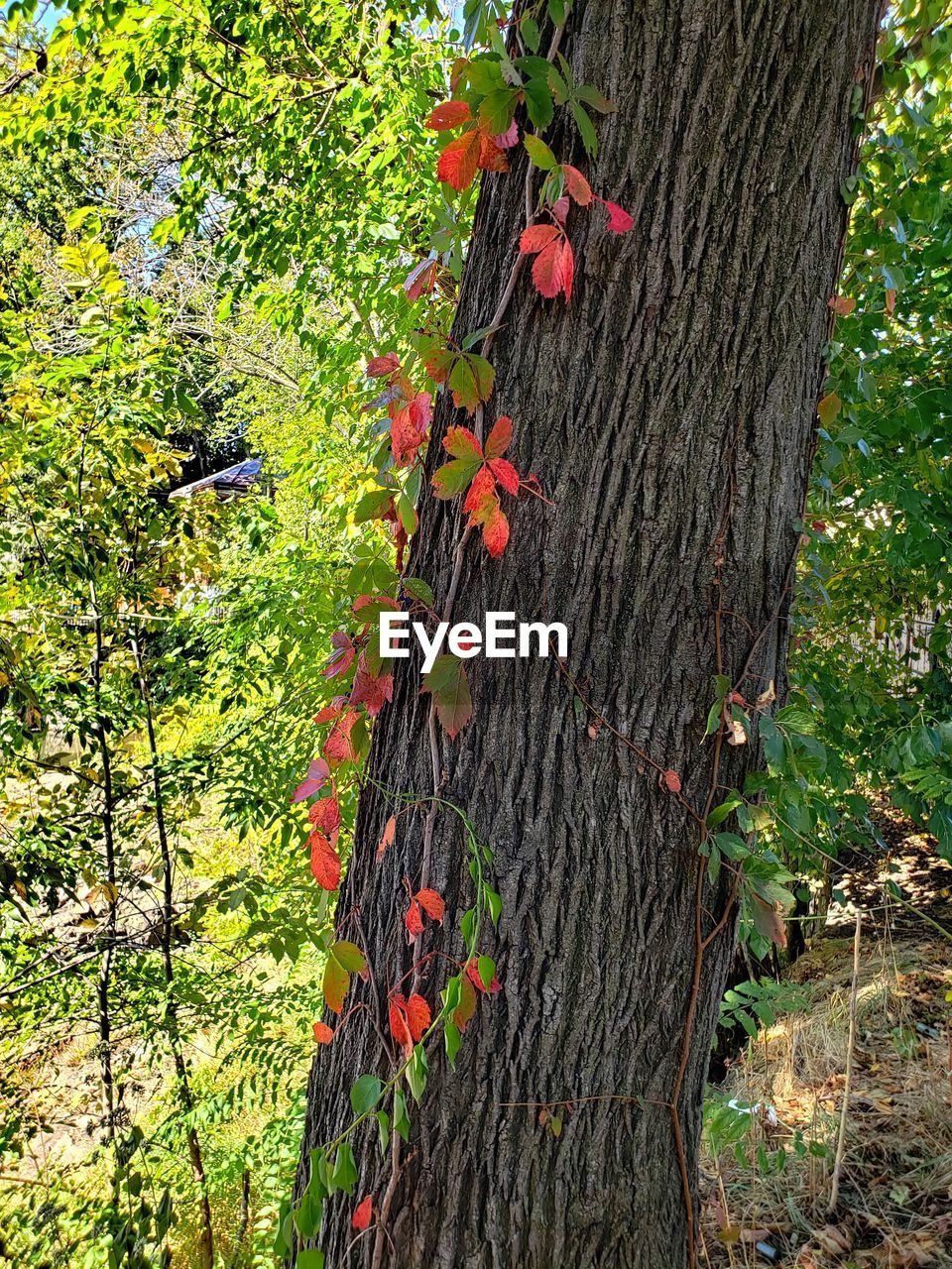 HIGH ANGLE VIEW OF TREES GROWING IN FOREST