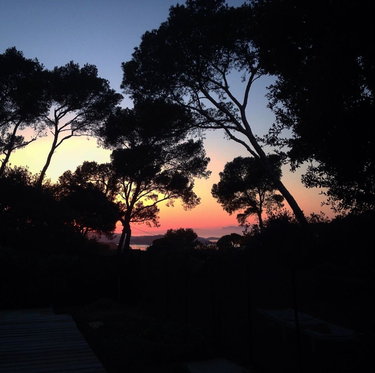 SILHOUETTE TREE AGAINST SKY DURING SUNSET