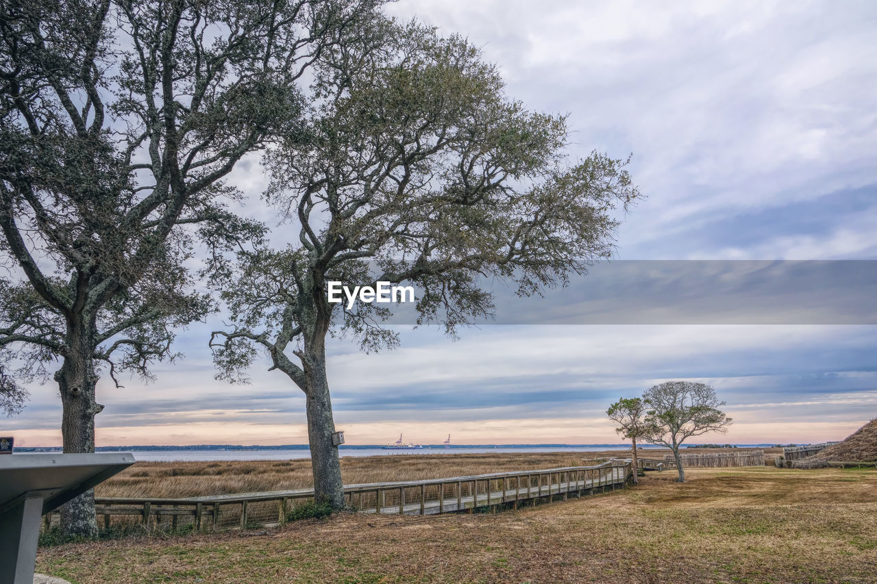 Trees on field against sky