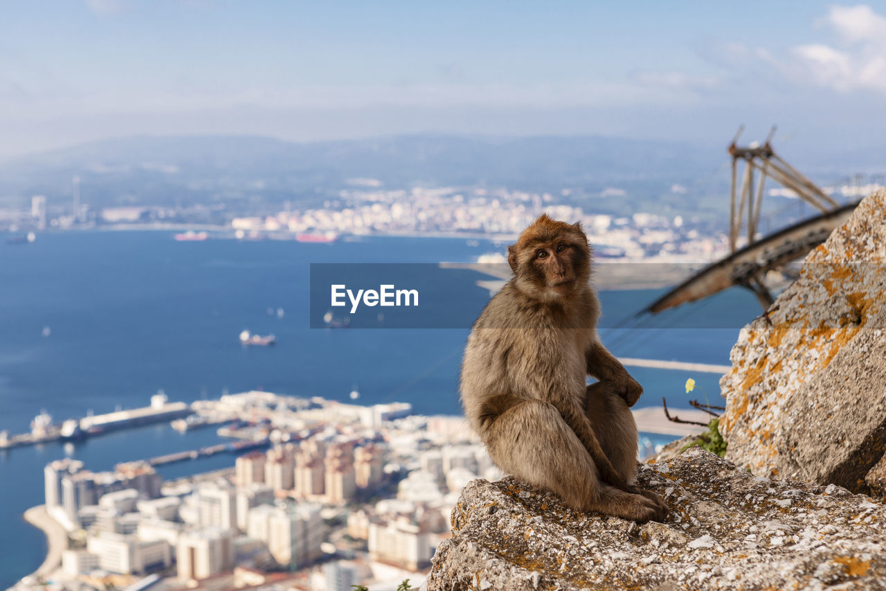 Barbary macaque monkey on the rock of gibraltar, with algeciras bay in the background