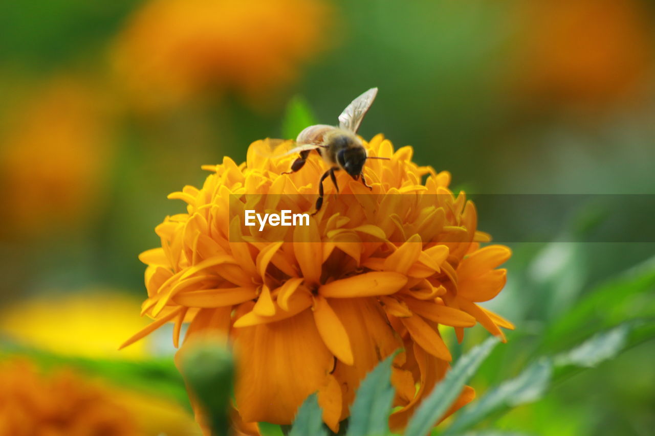 CLOSE-UP OF HONEY BEE POLLINATING ON FLOWER