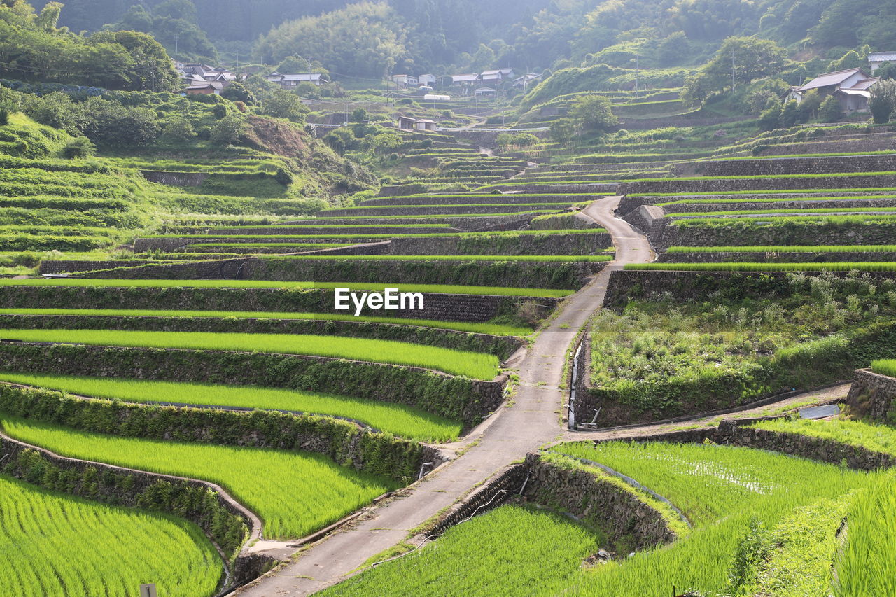 Scenic view of agricultural field