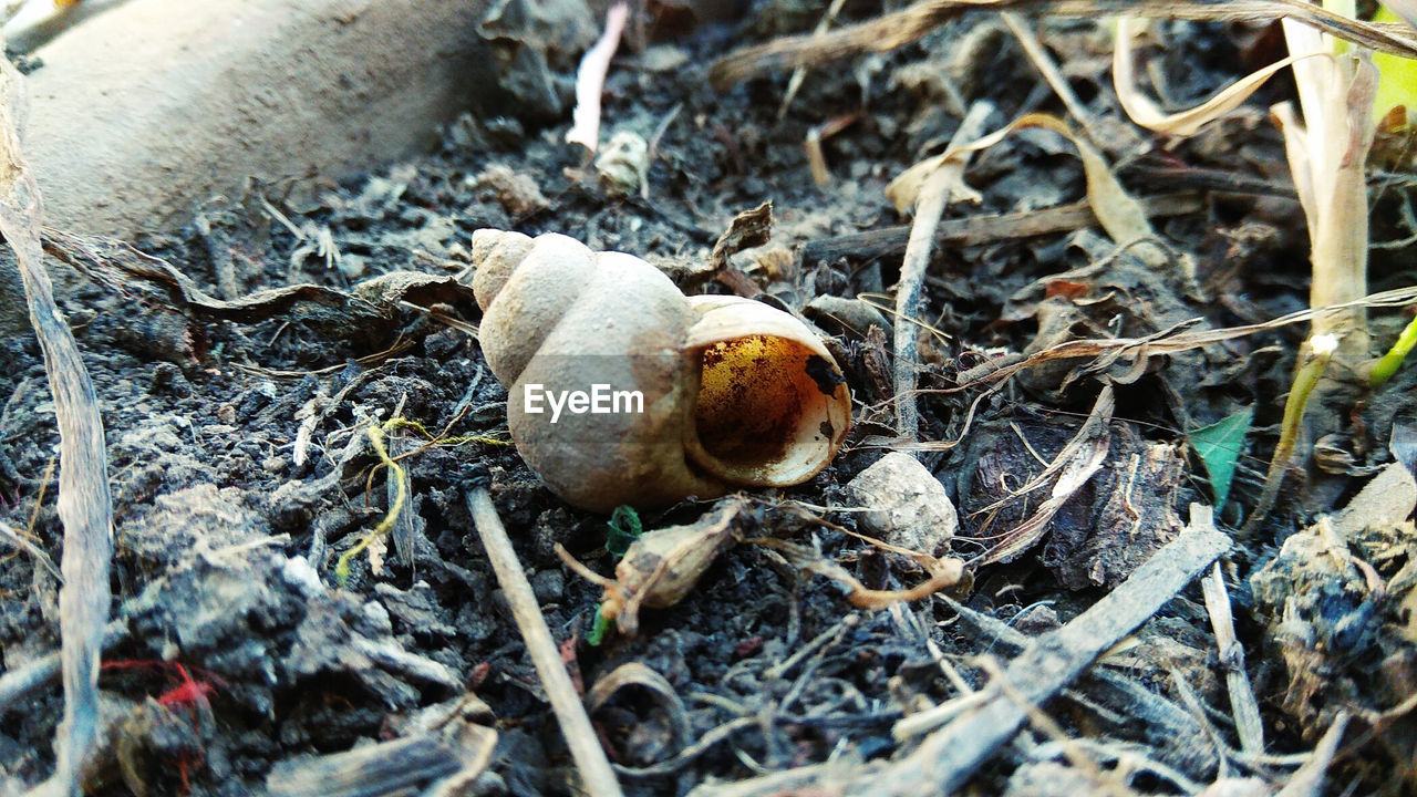 CLOSE-UP OF SNAIL ON GROUND