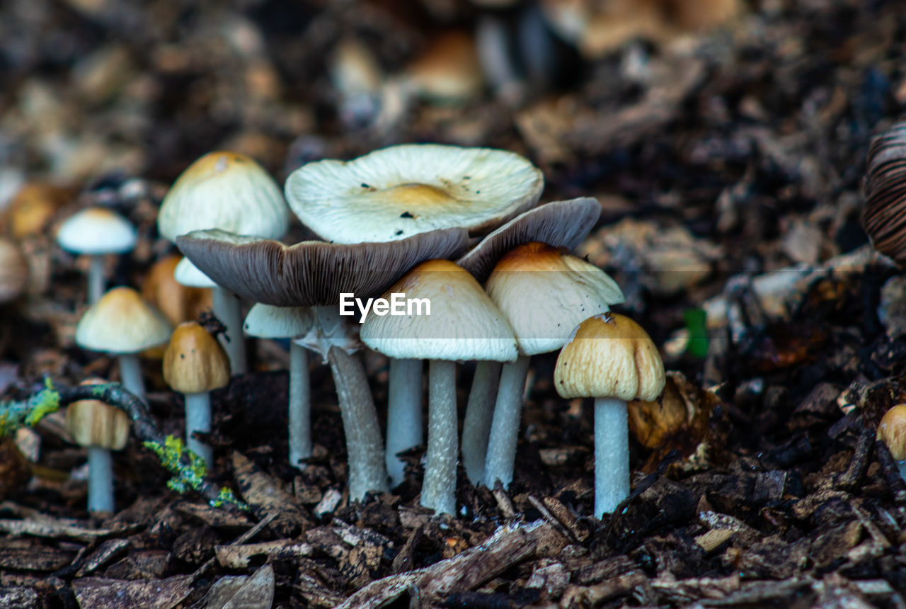 mushroom, fungus, vegetable, food, nature, land, growth, plant, forest, toadstool, close-up, food and drink, edible mushroom, tree, no people, beauty in nature, oyster mushroom, field, focus on foreground, fragility, agaricaceae, autumn, bolete, day, woodland, freshness, agaricus, penny bun, outdoors, macro photography, surface level, soil, selective focus