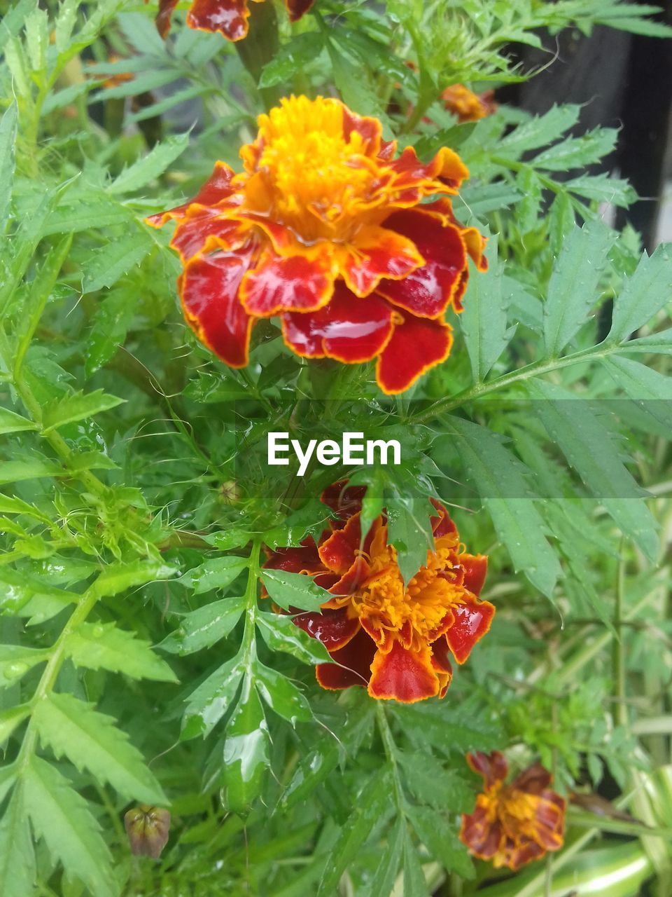 plant, flowering plant, flower, beauty in nature, growth, freshness, green, fragility, plant part, nature, petal, leaf, close-up, flower head, inflorescence, day, no people, high angle view, outdoors, botany, orange color, red