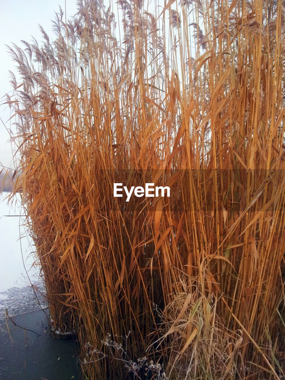 Close-up of grass in water