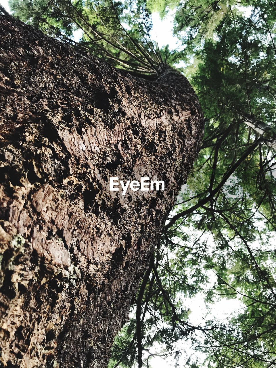 LOW ANGLE VIEW OF TREE TRUNKS