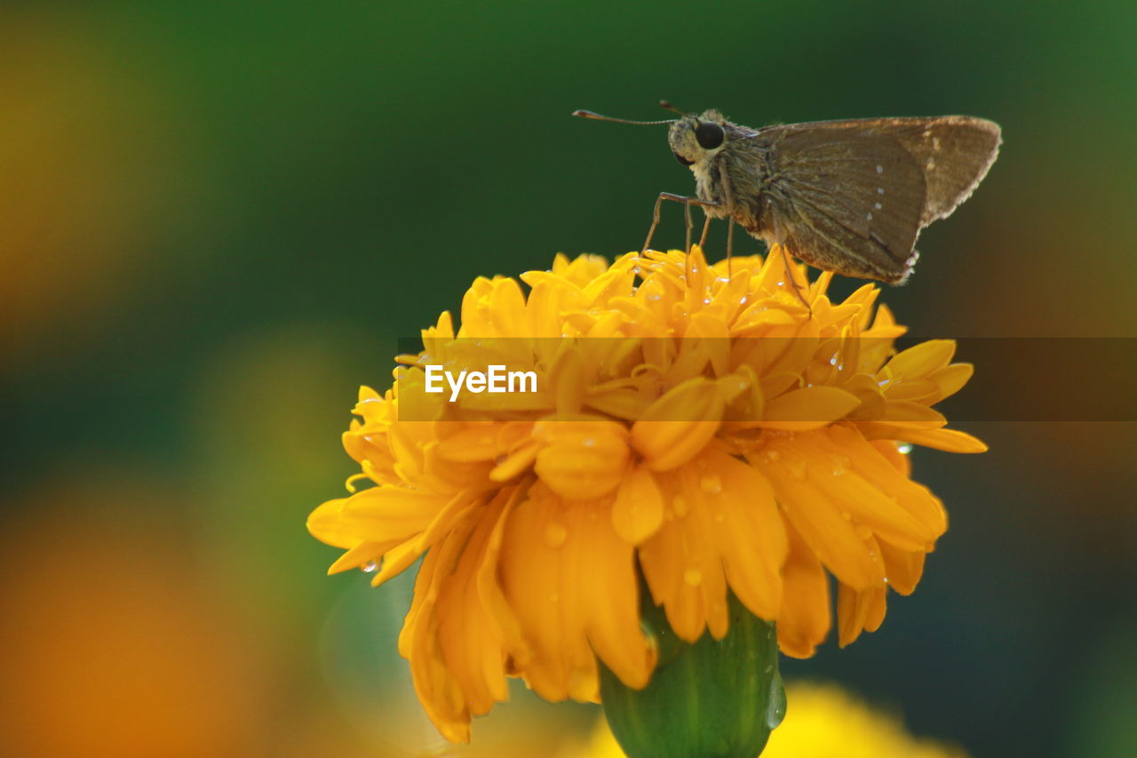 CLOSE-UP OF BUTTERFLY POLLINATING FLOWER