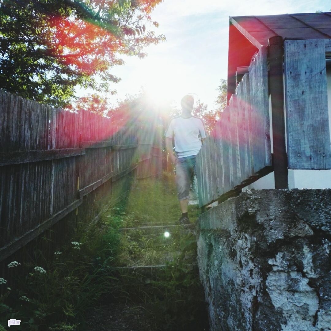 SUN SHINING THROUGH TREES