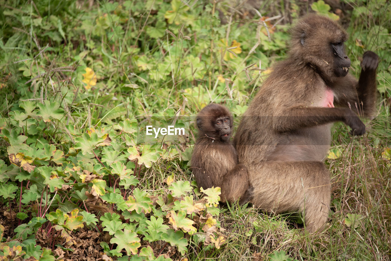 Gelada monkey baby stuck behind his mother in simien mountains in ethiopia