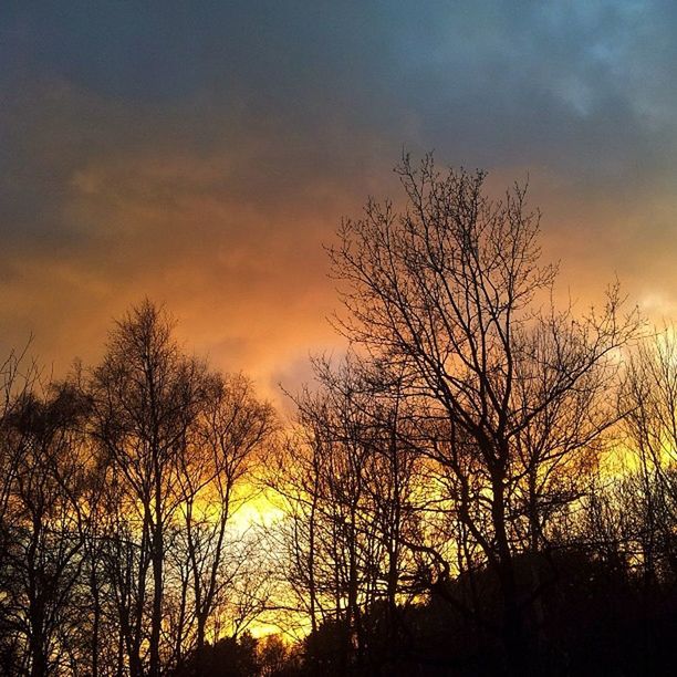 SILHOUETTE OF TREES AT SUNSET