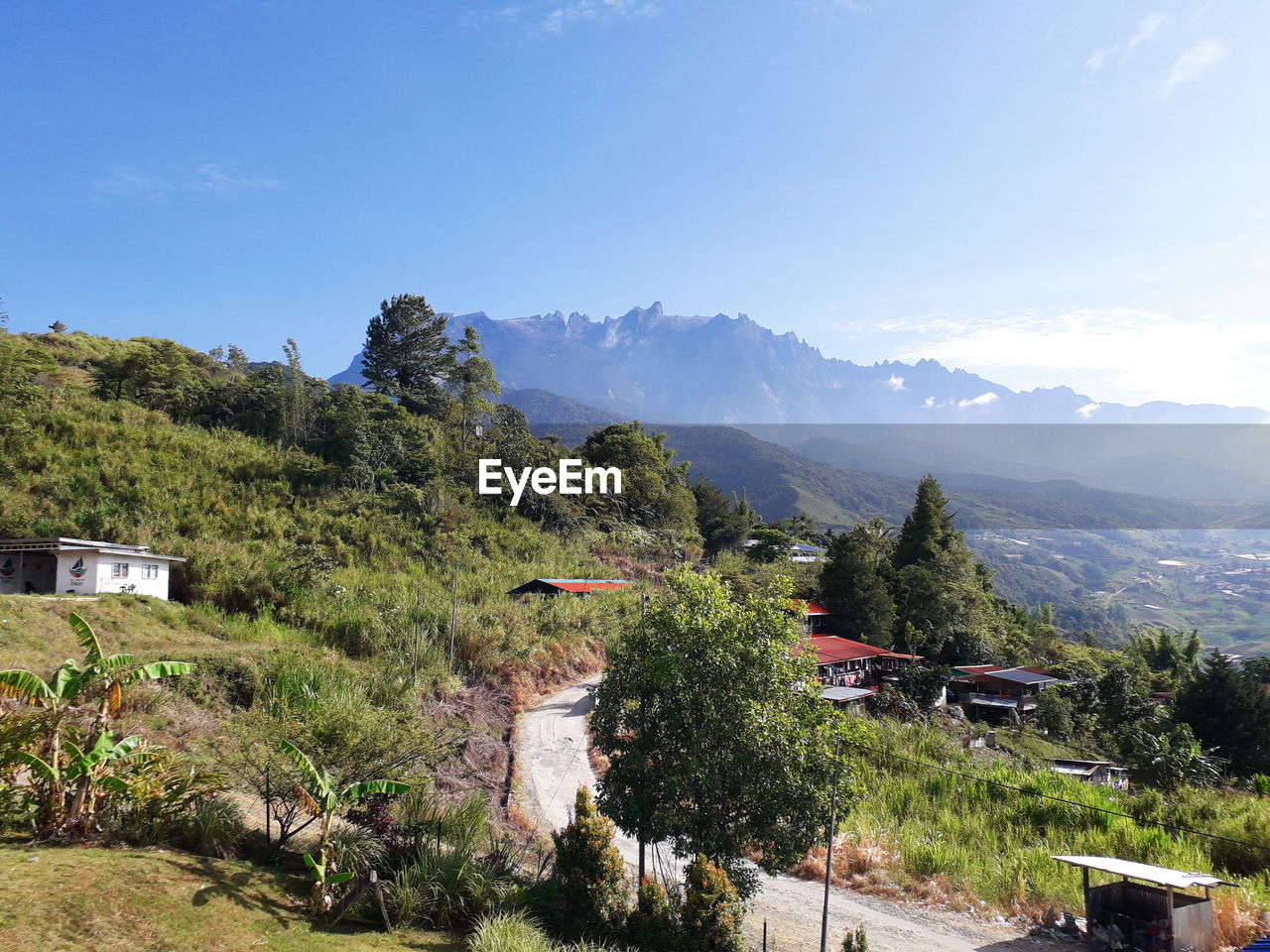 TREES AND PLANTS GROWING ON MOUNTAIN AGAINST SKY