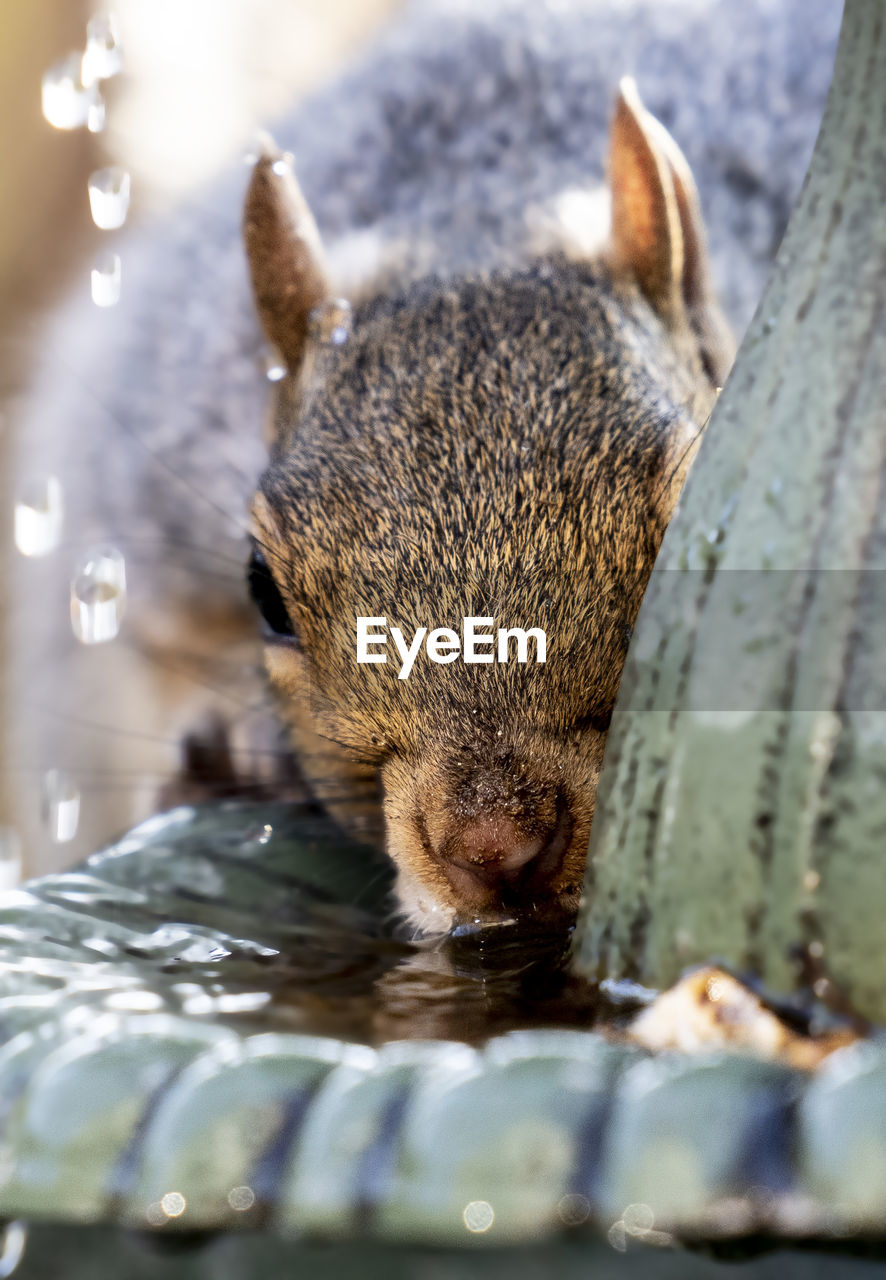 Squirrel on the fountain with a peanut