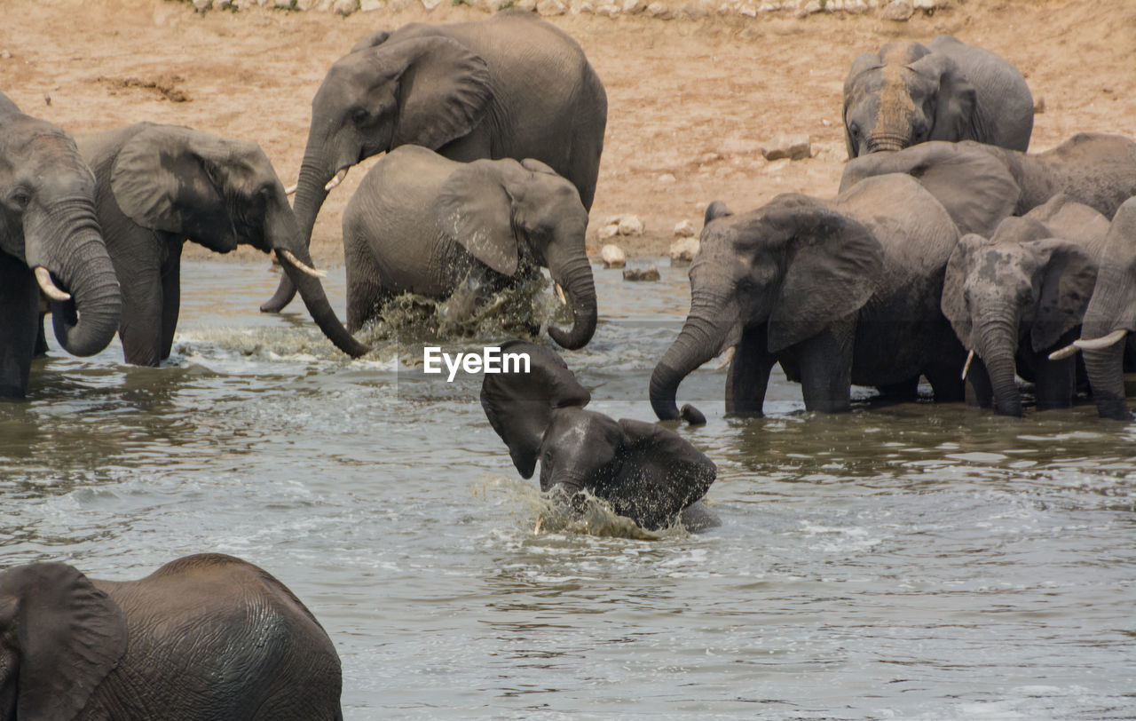 FLOCK OF ELEPHANT DRINKING WATER IN A LAKE