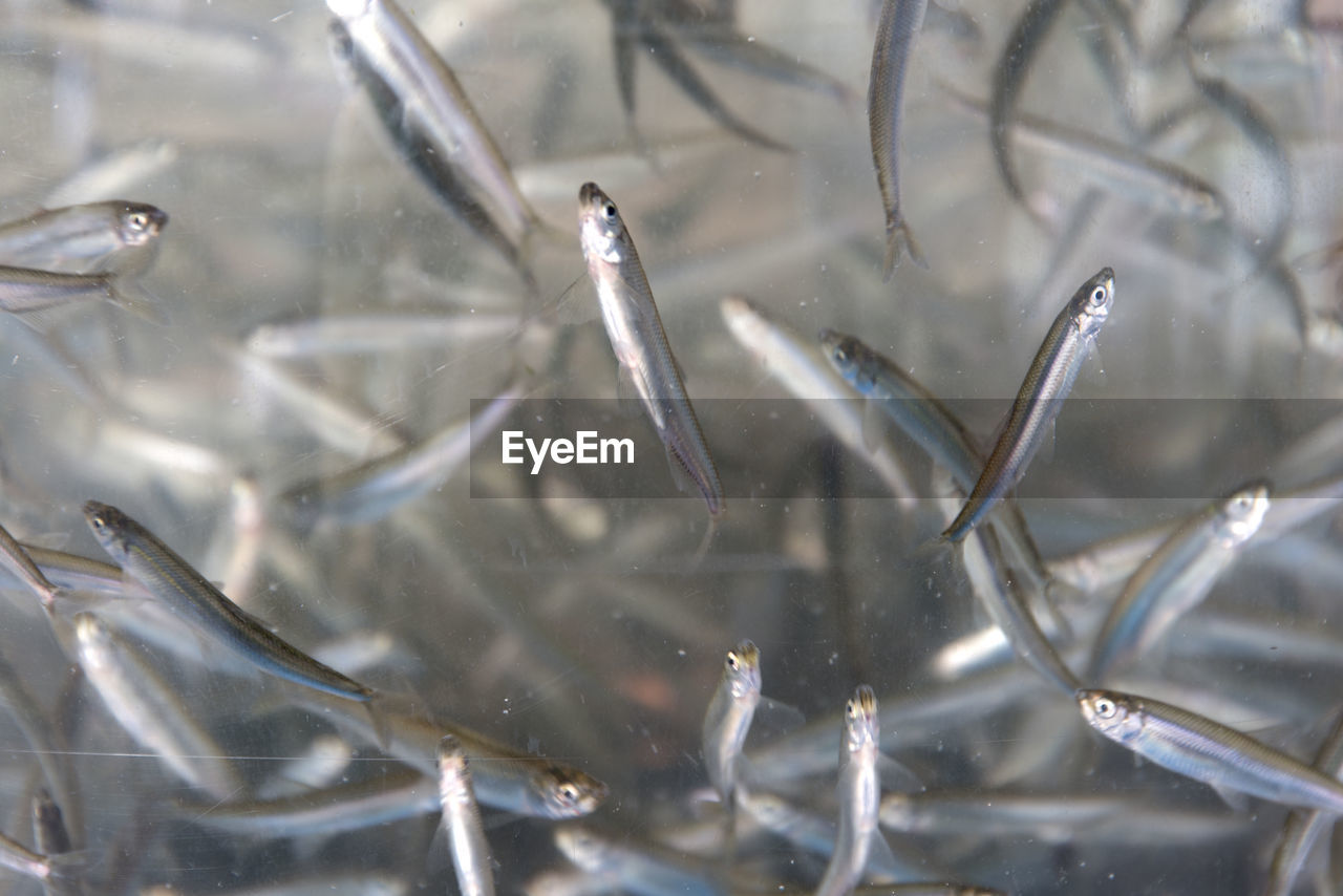 Close-up of fish in water