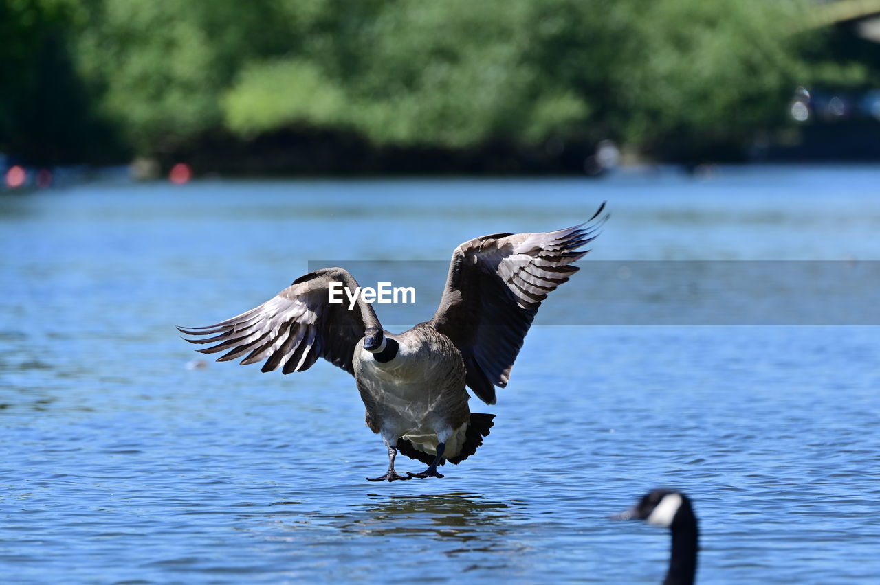 close-up of bird flying over lake