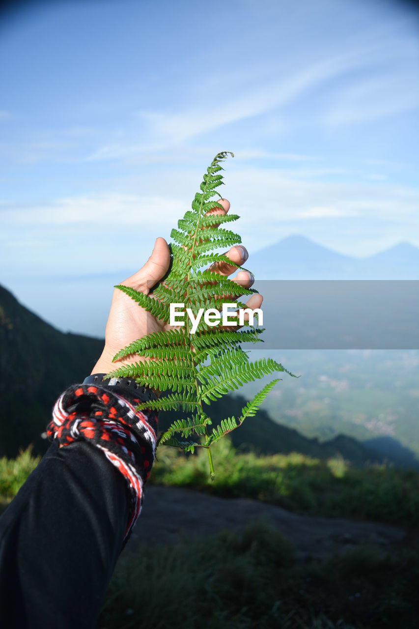 Mountain fern on andong mountain