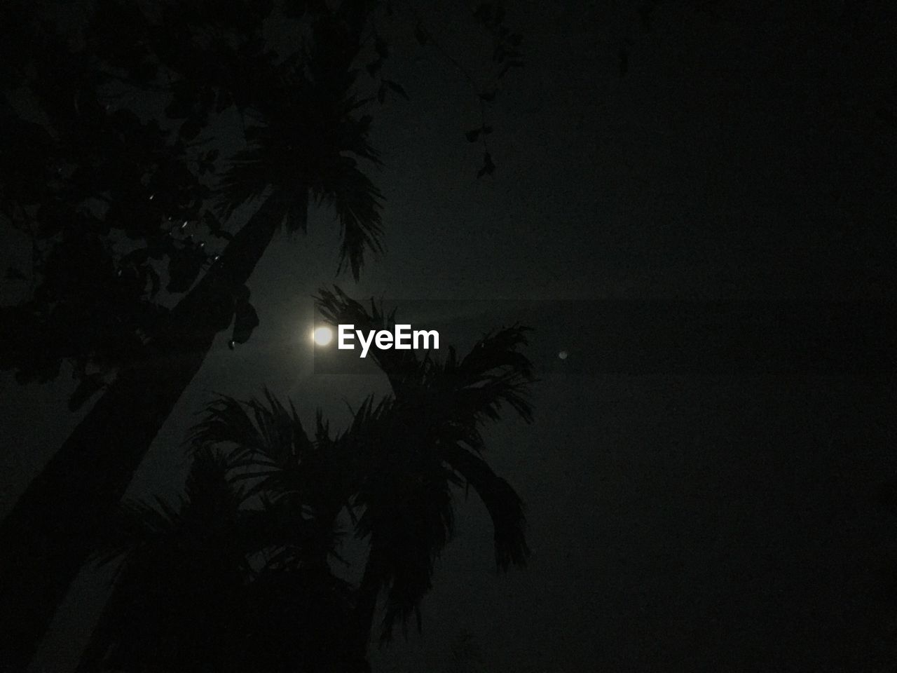 LOW ANGLE VIEW OF SILHOUETTE PALM TREES AGAINST SKY