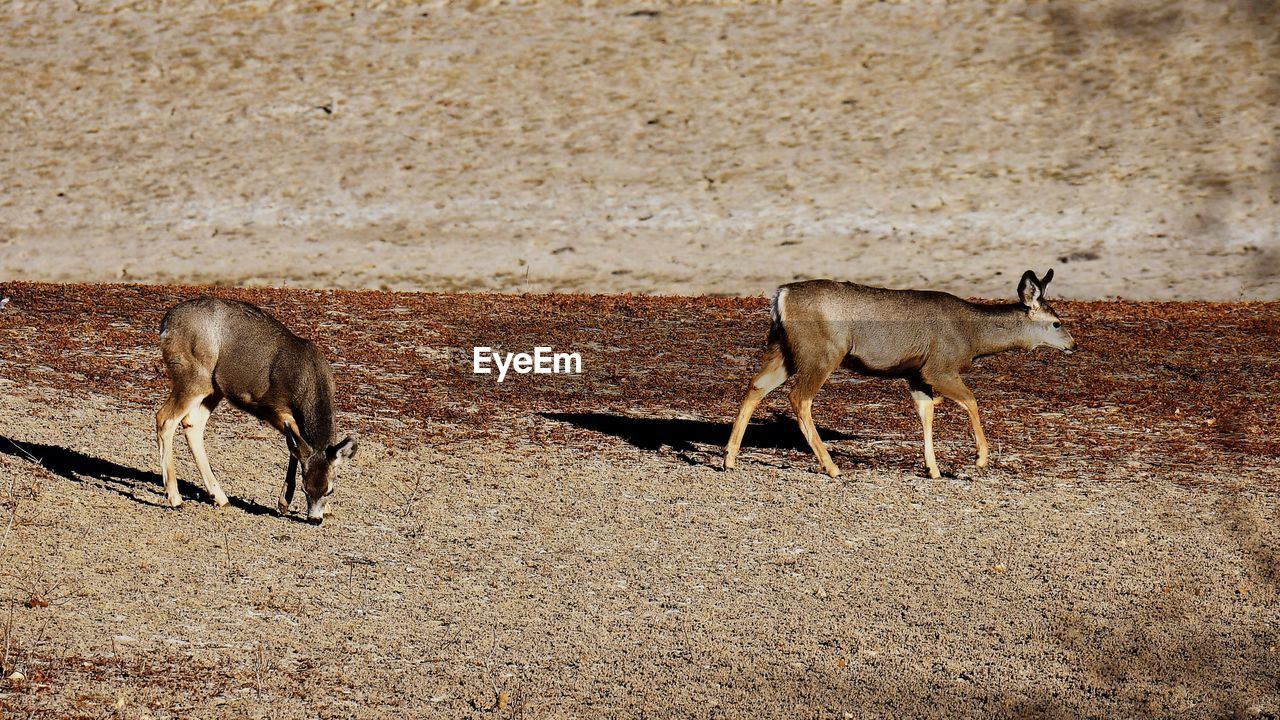 animal, animal themes, mammal, wildlife, animal wildlife, group of animals, no people, land, domestic animals, day, nature, two animals, sunlight, field, antelope, outdoors, livestock, standing, herbivorous, young animal