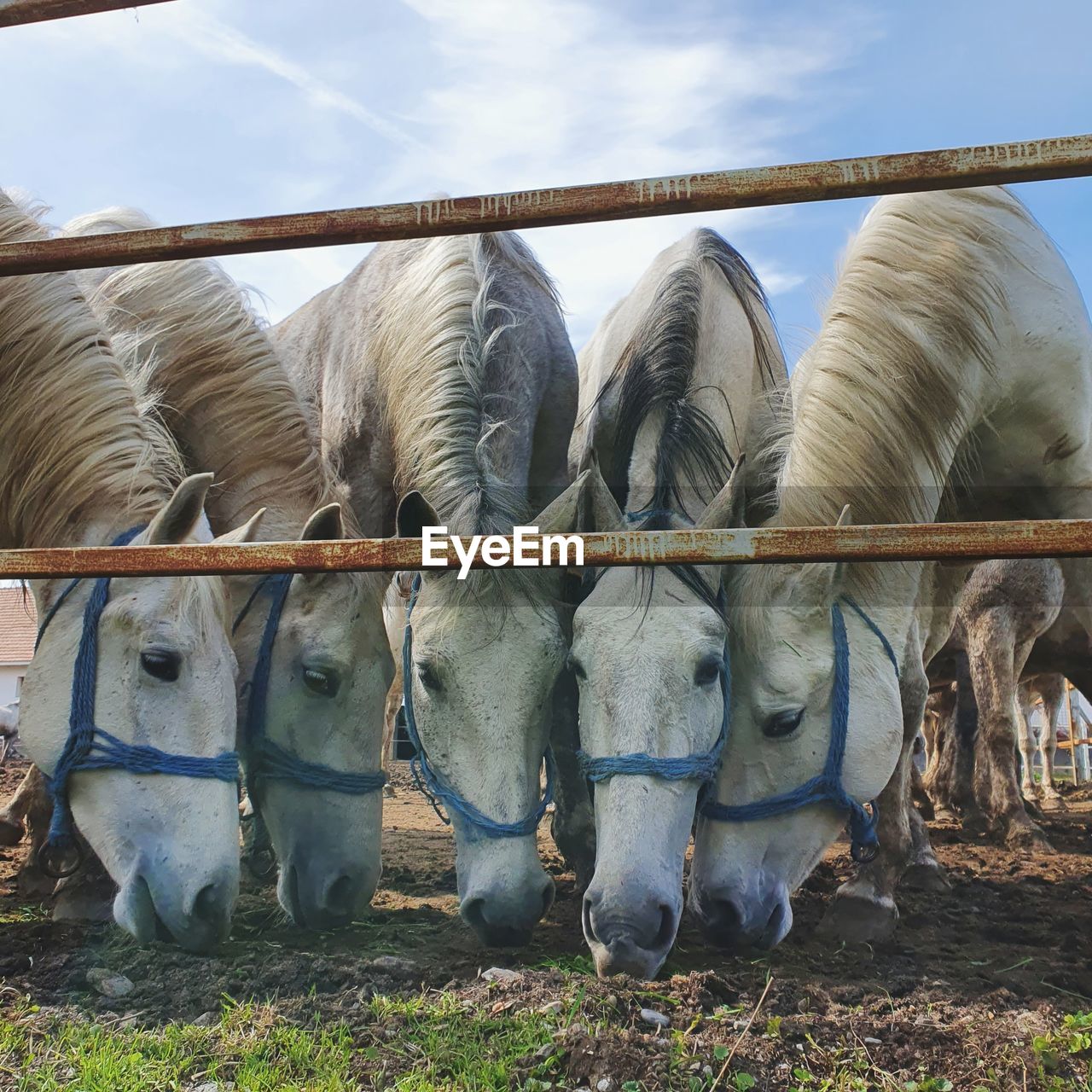 Horses in a field