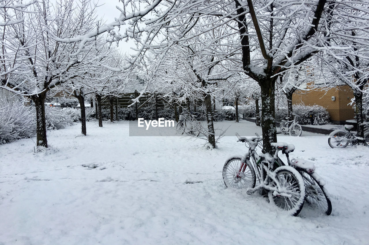 TREES ON SNOW COVERED LANDSCAPE