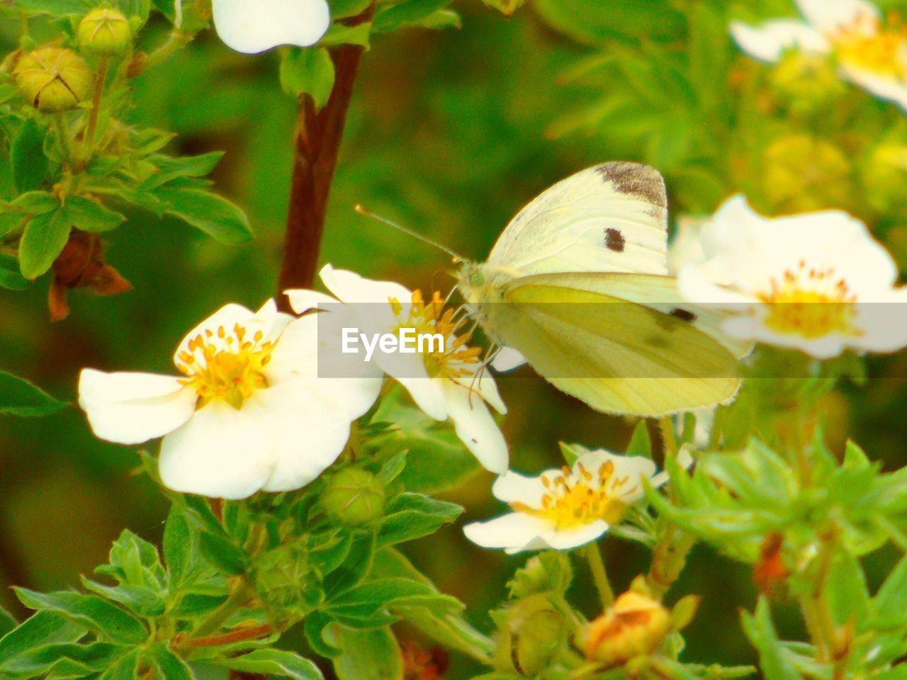 CLOSE-UP OF INSECT ON WHITE FLOWER