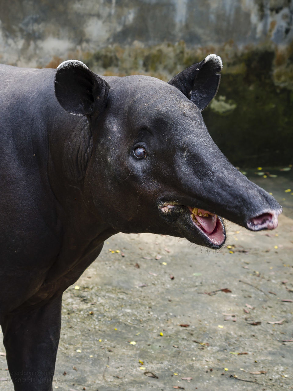 Malayan tapir at zoo
