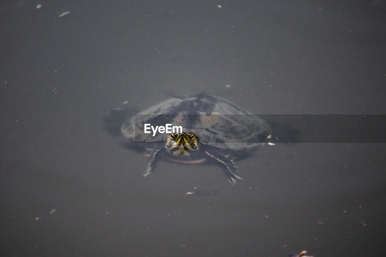 High angle view of turtle