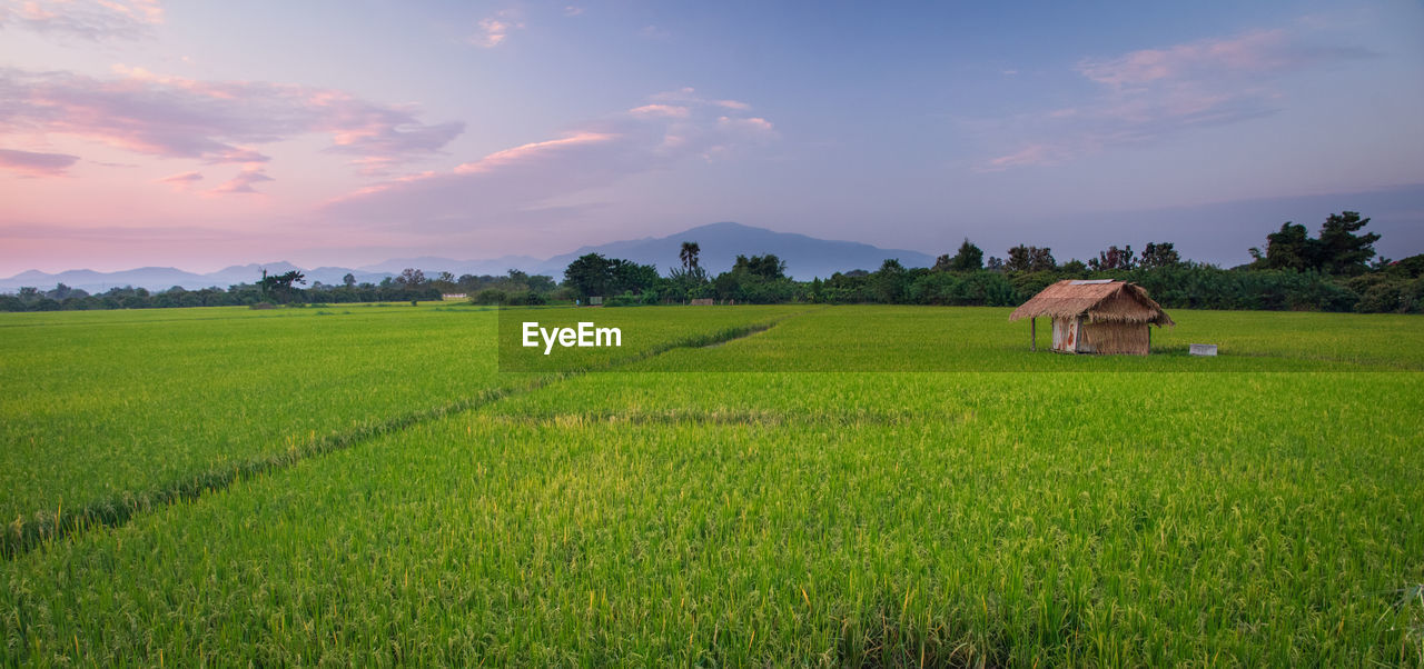 Scenic view of agricultural field against sky