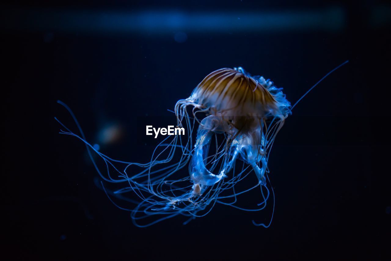 Jellyfish swimming in sea