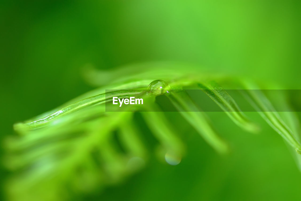 Close-up of water drops on leaf