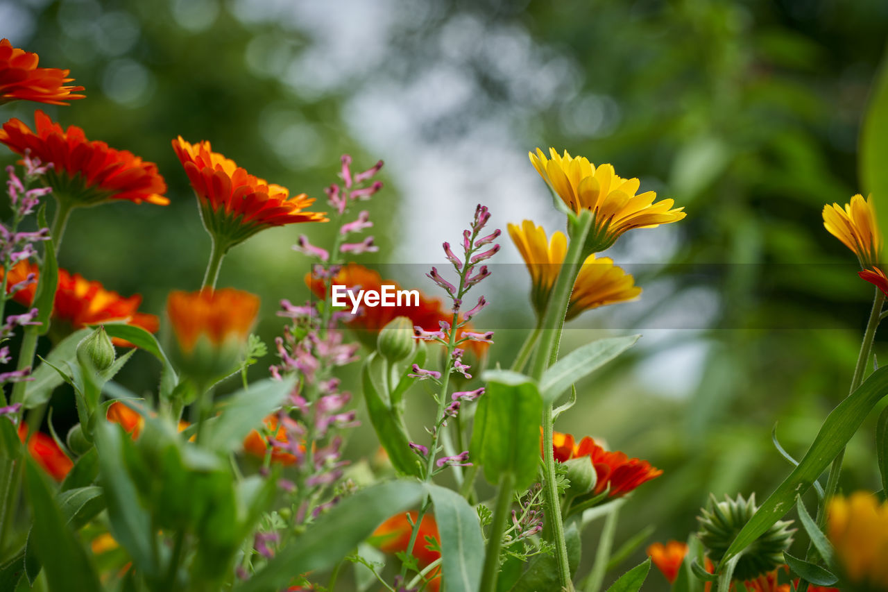 Close-up of red flowering plants