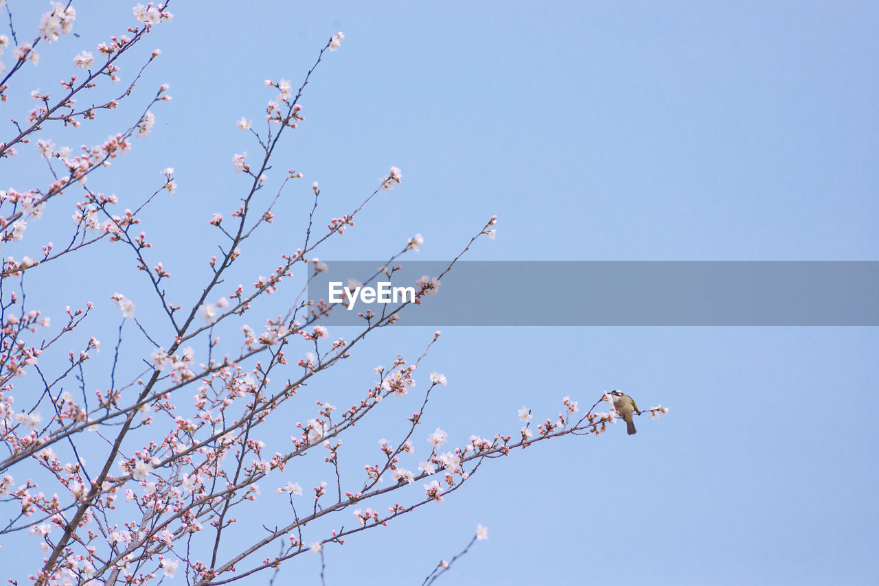 sky, branch, nature, flower, plant, clear sky, low angle view, blue, tree, no people, beauty in nature, flock, day, bird, outdoors, sunny, blossom, springtime, flying, twig, animal, pink, animal wildlife, animal themes, cherry blossom, wildlife, copy space, growth, fragility, flowering plant, spring