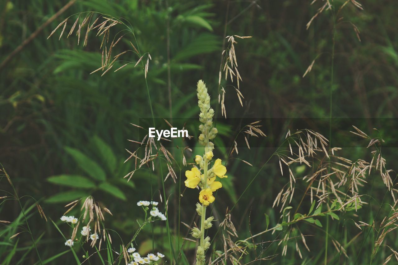 CLOSE-UP OF YELLOW FLOWERING PLANT