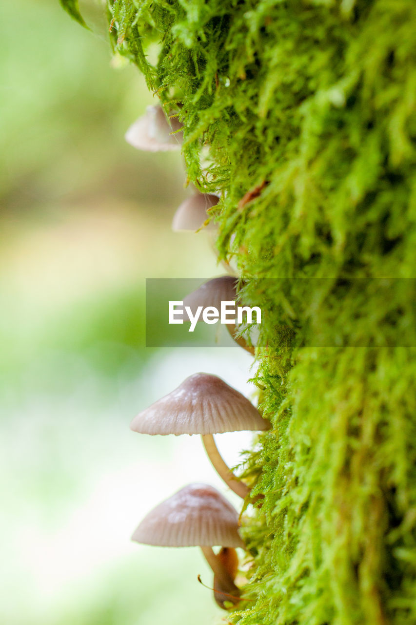 CLOSE-UP OF MUSHROOM GROWING IN PLANT