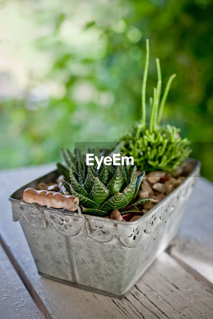 Succulents  in a metal pot on old table. 