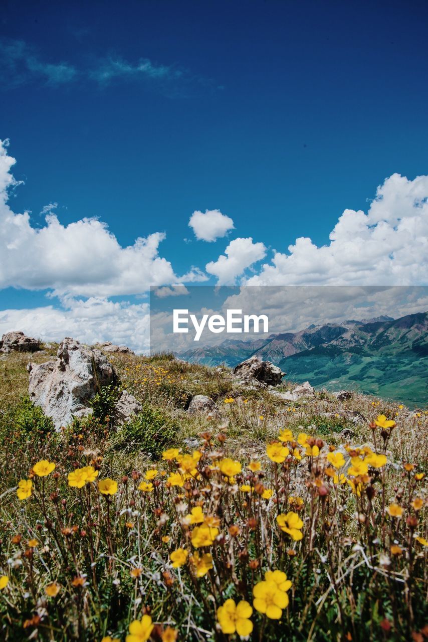 Yellow flowers blooming on field against sky