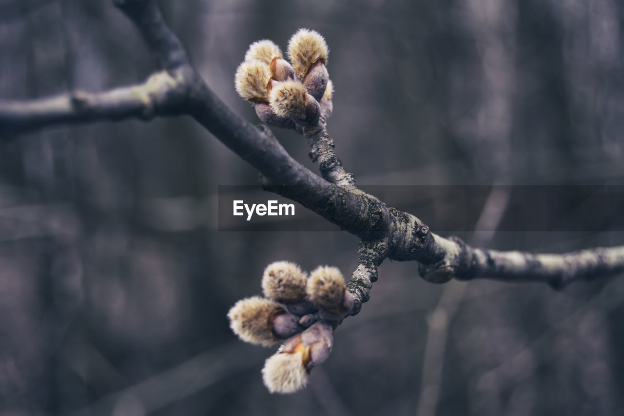 Close-up of flower buds on twig