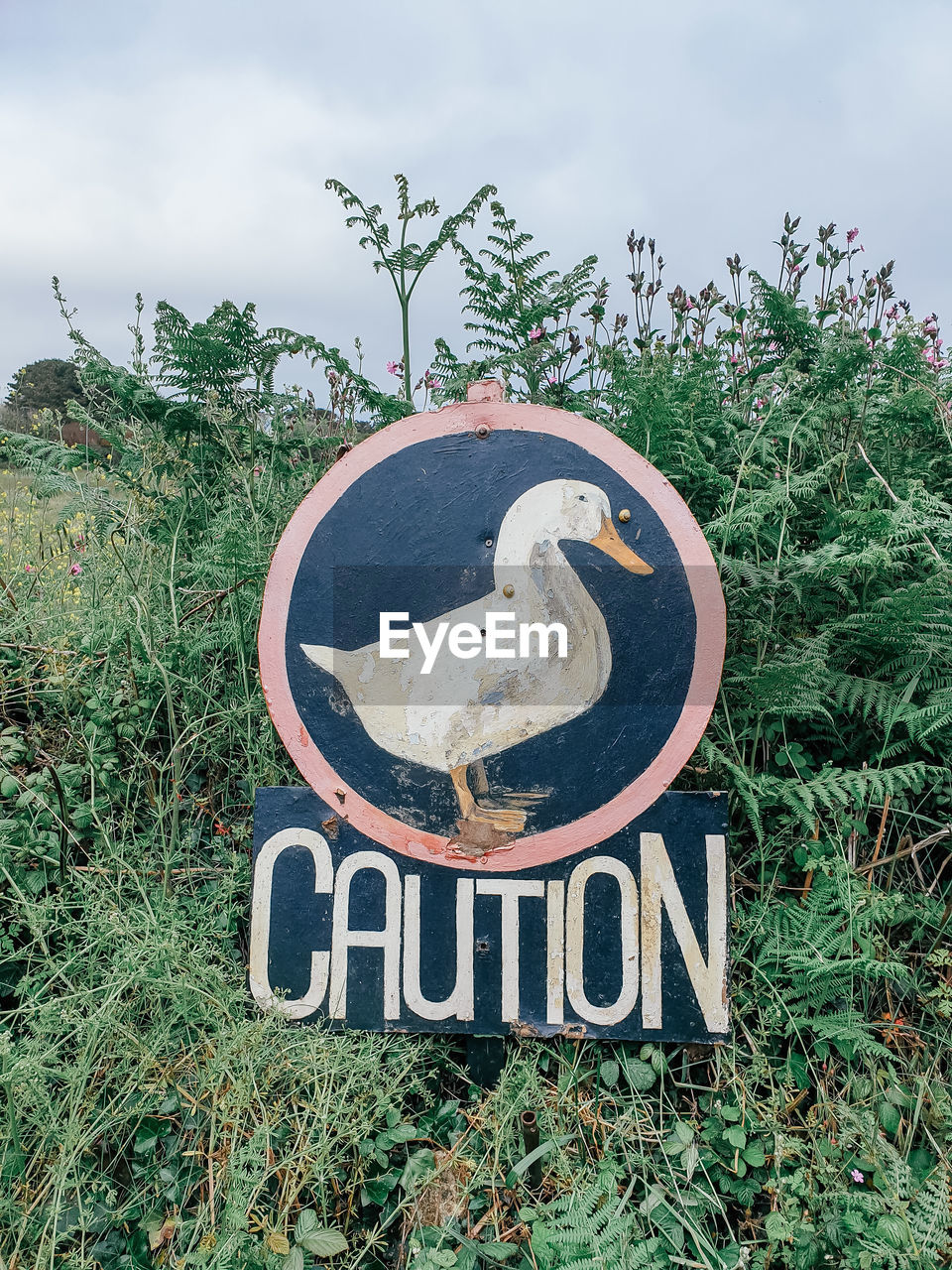 Road sign - caution goose at land's end in cornwall