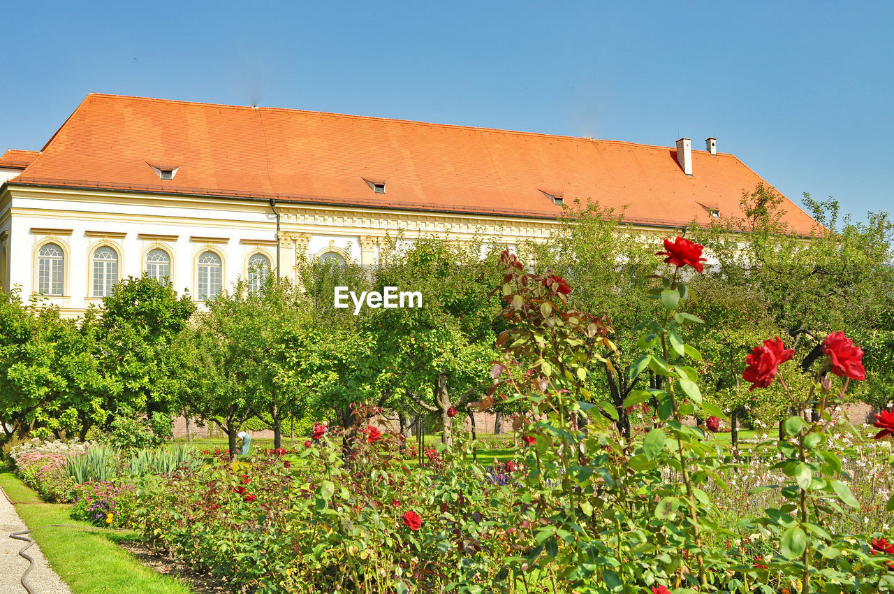 PLANTS WITH FLOWERS IN FOREGROUND