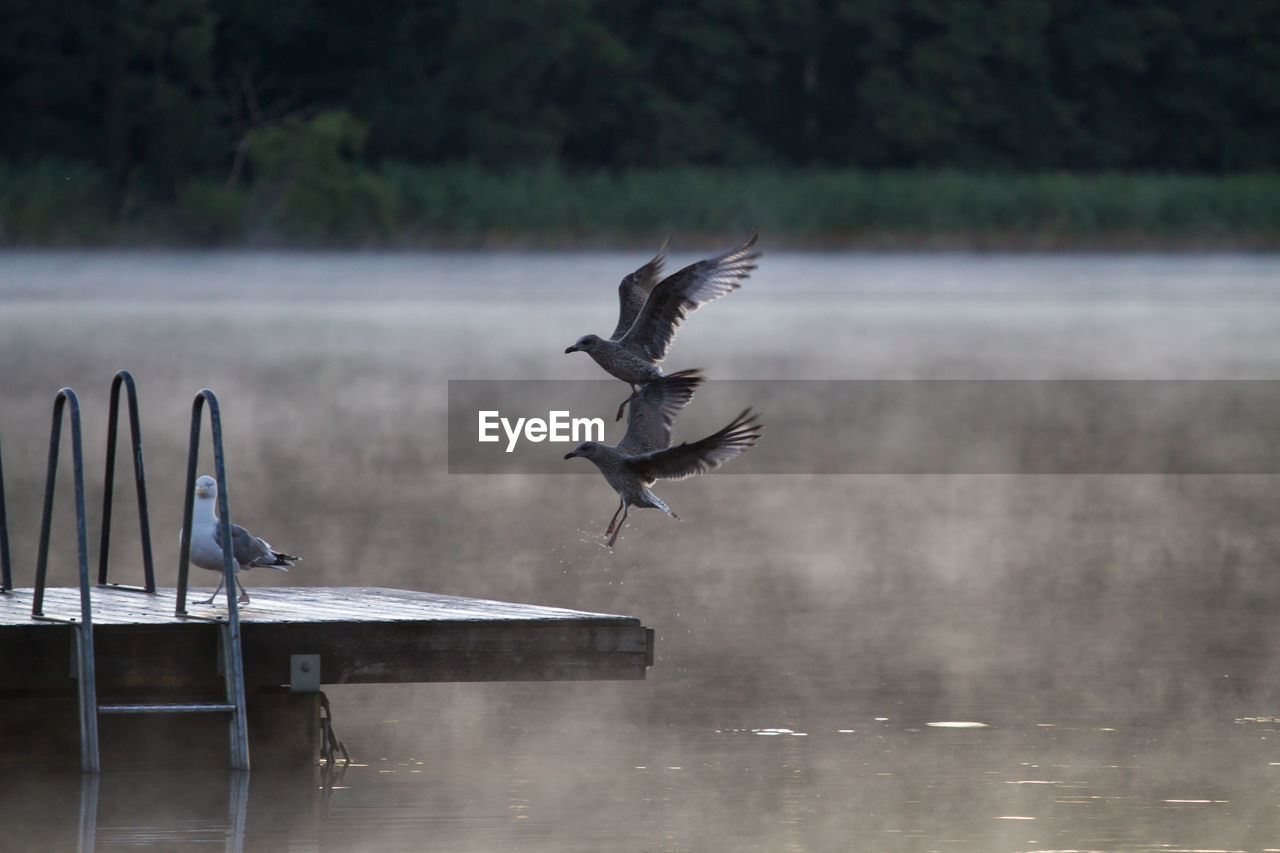 Seagulls landing on pier over lake during foggy weather