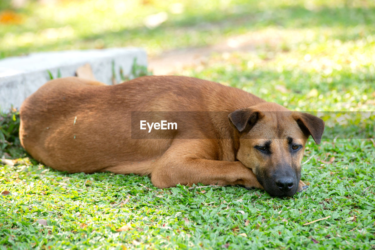 View of dog lying on grass