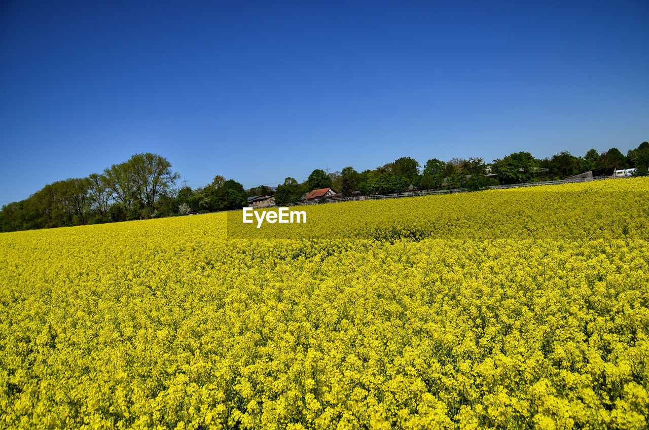 Rapeseed fields