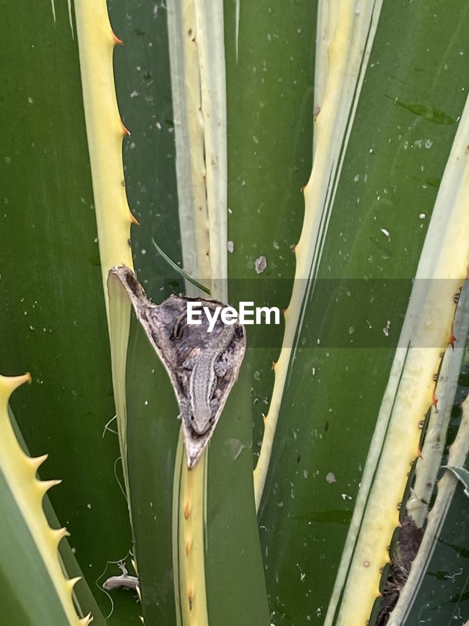 HIGH ANGLE VIEW OF SNAKE ON LEAF