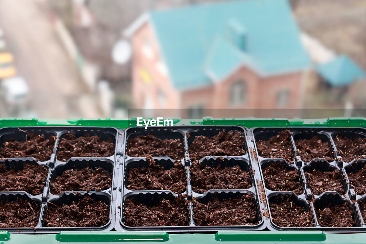 Close-up of potted plant