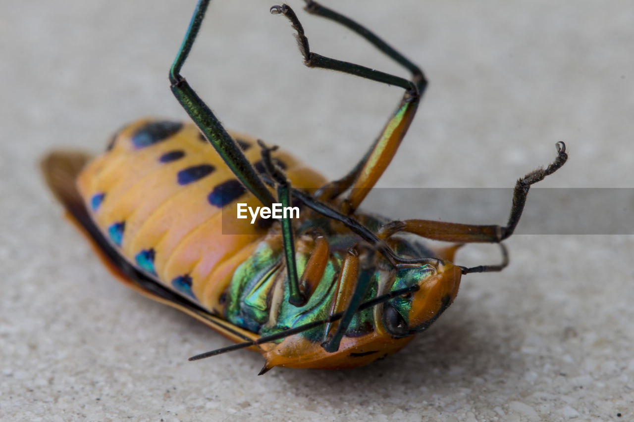 CLOSE-UP OF GRASSHOPPER