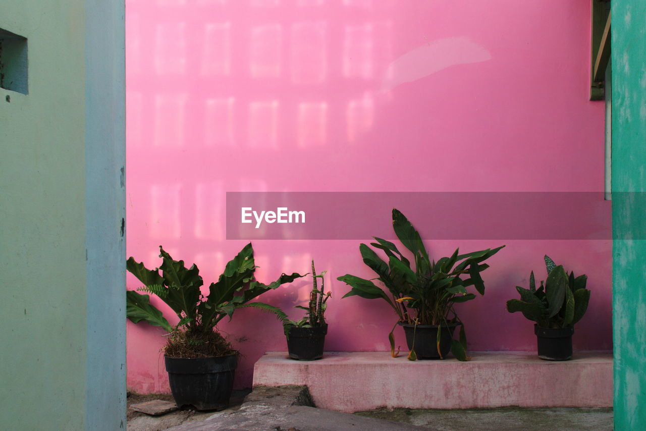 Potted plants against pink wall