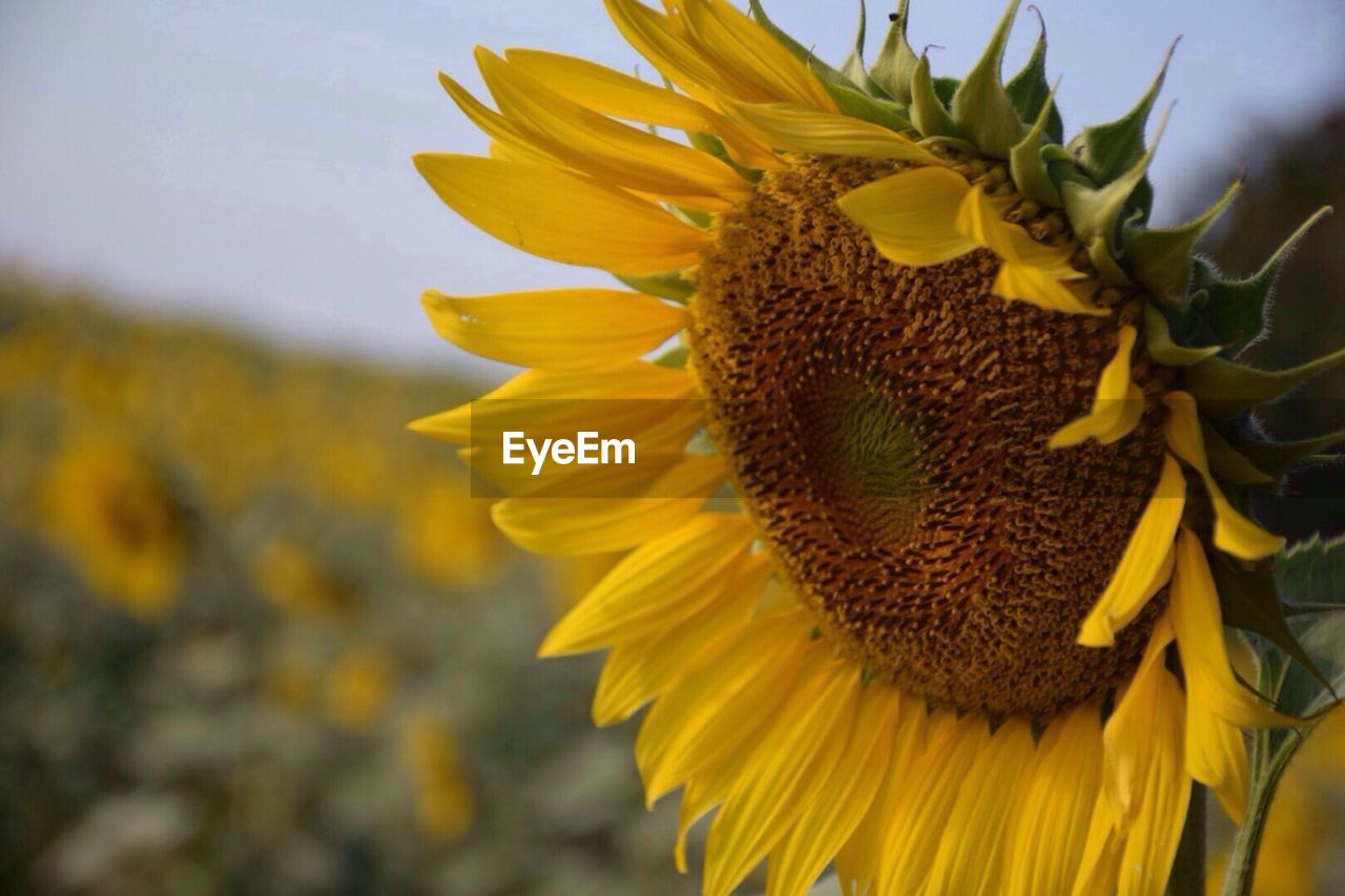 Close-up of sunflower