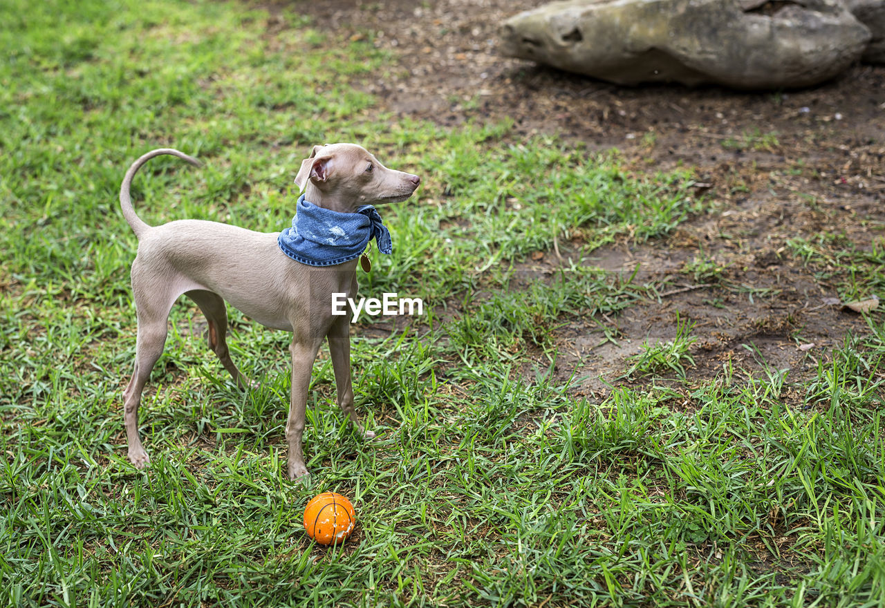 DOG STANDING IN FIELD