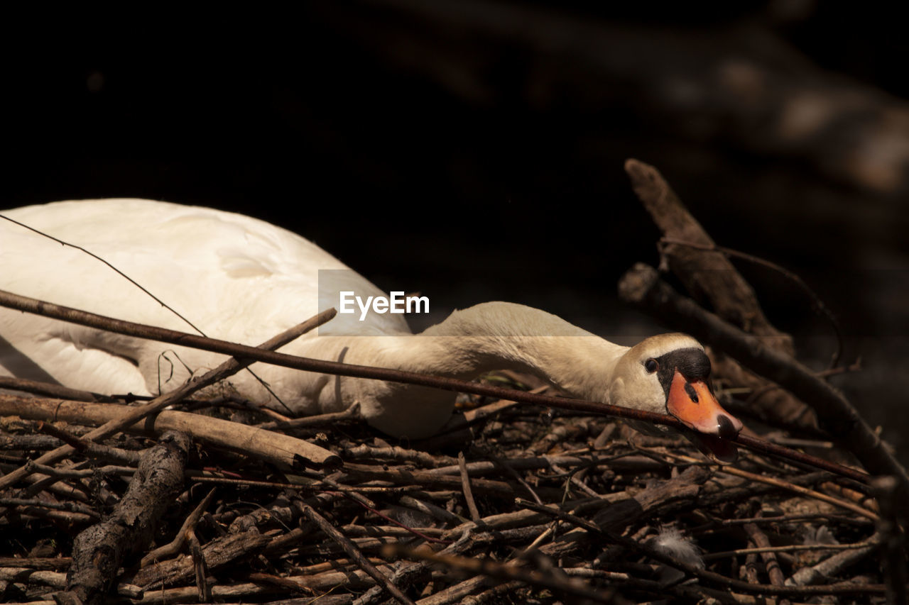 CLOSE-UP OF DUCK ON FIELD